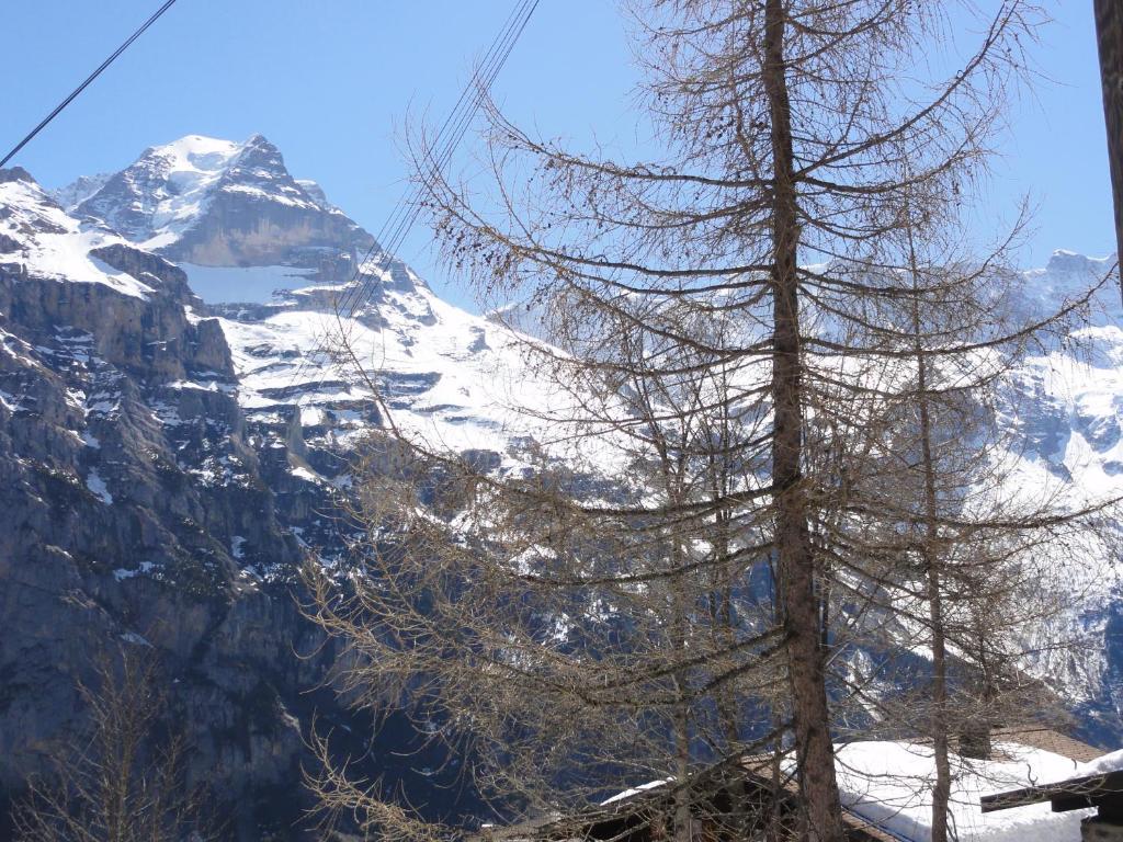 Chalet Schoenbuehl Mürren Dış mekan fotoğraf